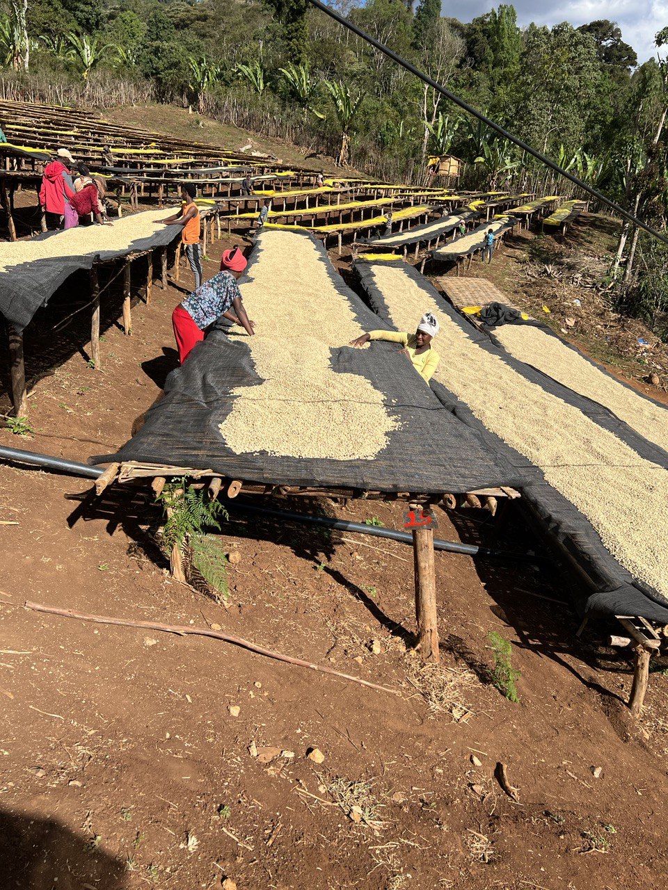 Danche Outgrowers
